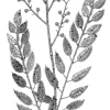 29” Glitter Smilax Berry Spray - Silver