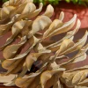 8” Plastic Sequoia Pinecone with Wire Ornament